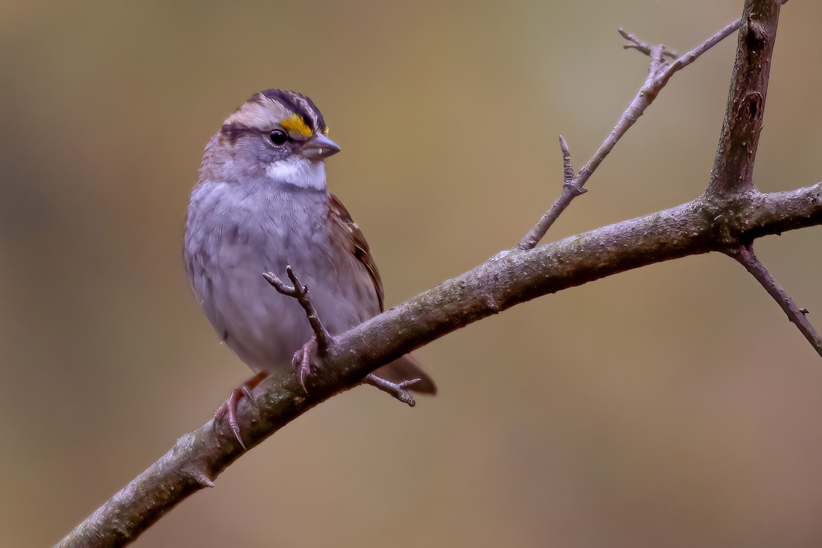 White-throated Sparrow - ML275054641