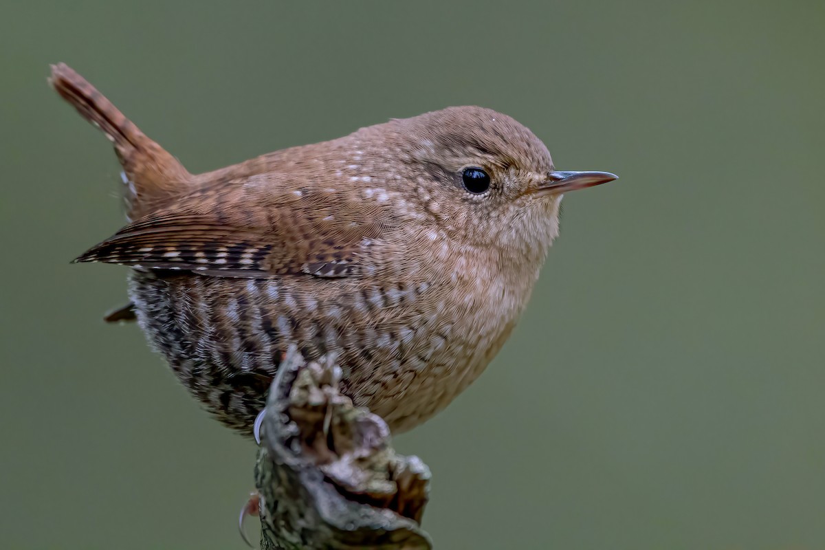 Winter Wren - ML275054801