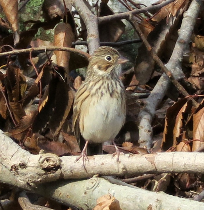 Vesper Sparrow - ML275055711