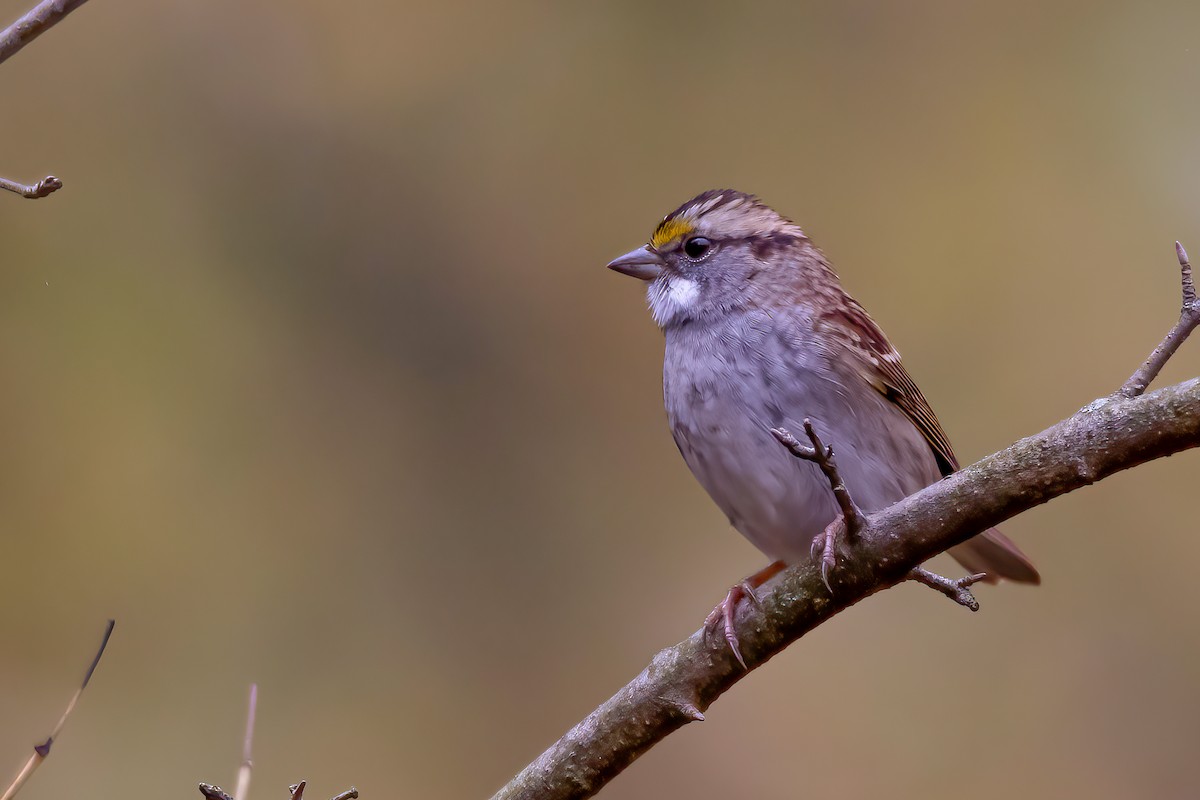 White-throated Sparrow - ML275055921