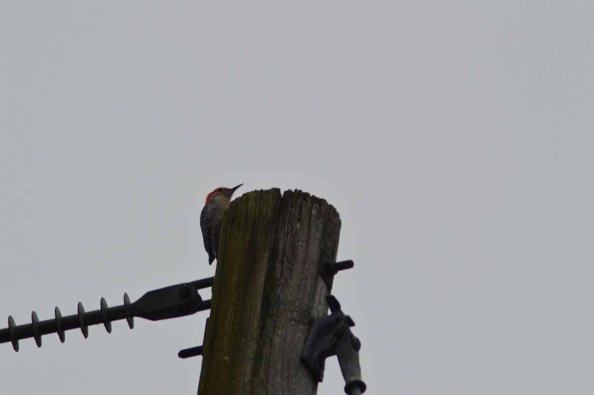 Red-bellied Woodpecker - ML275056011