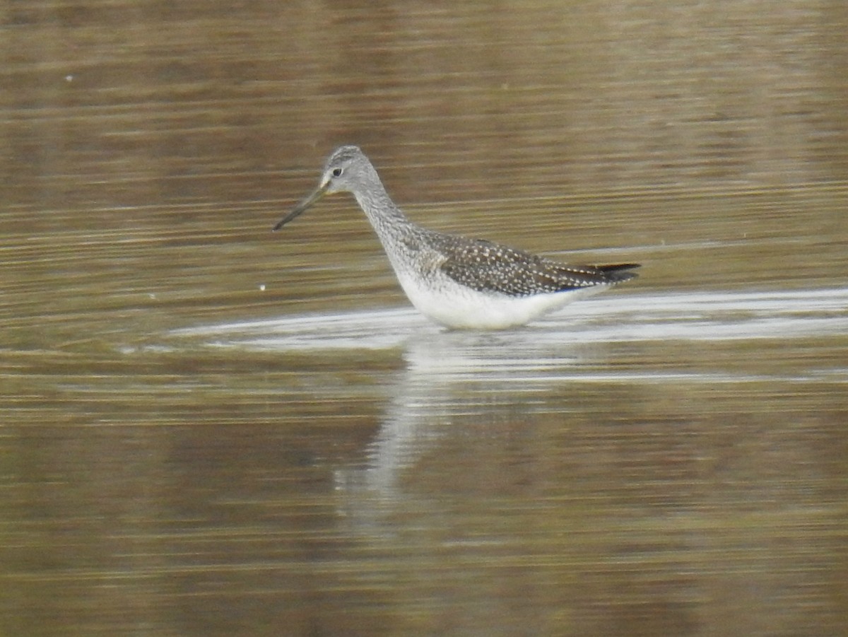 plystresnipe - ML275057731