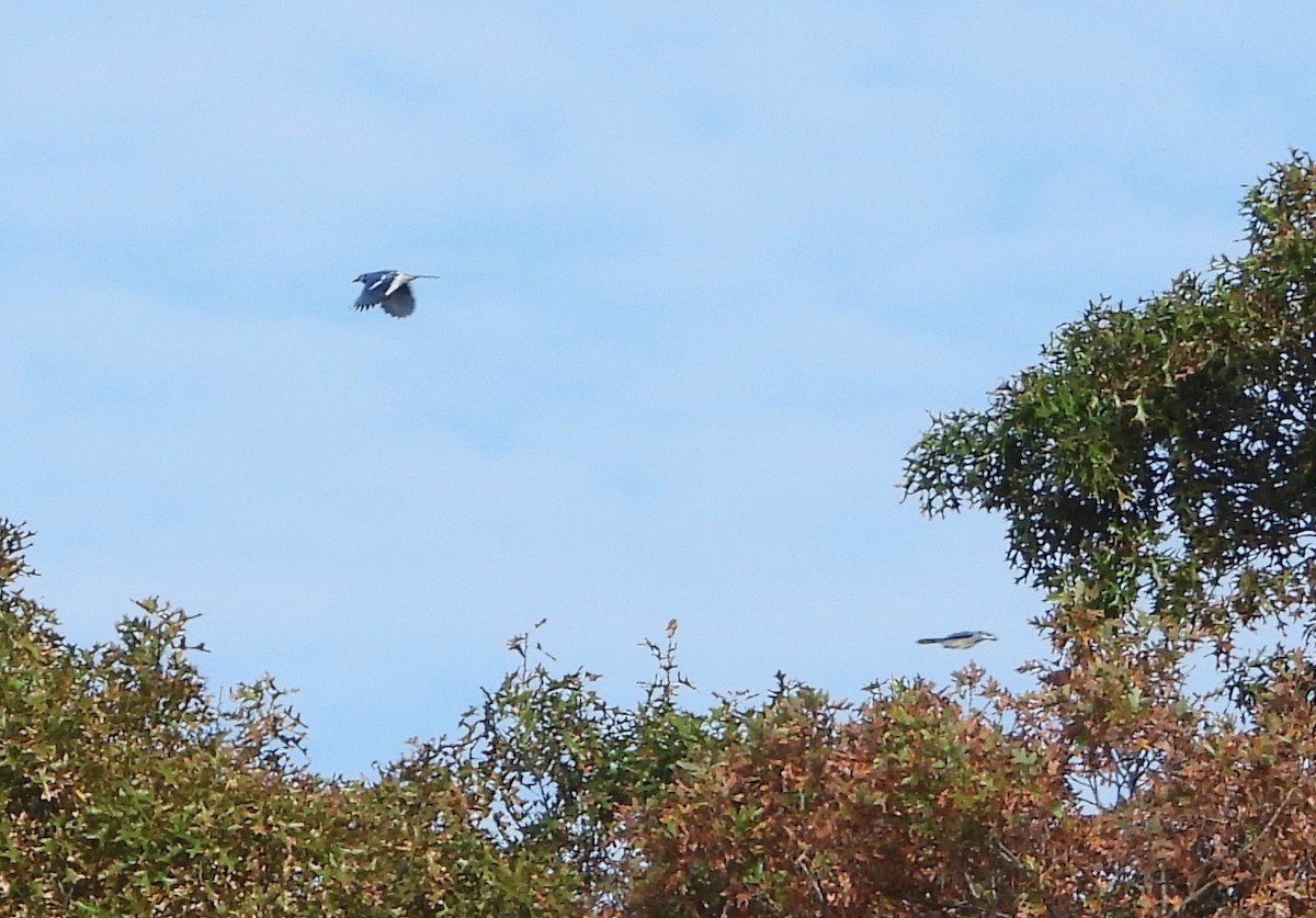 Blue Jay - Indira Thirkannad