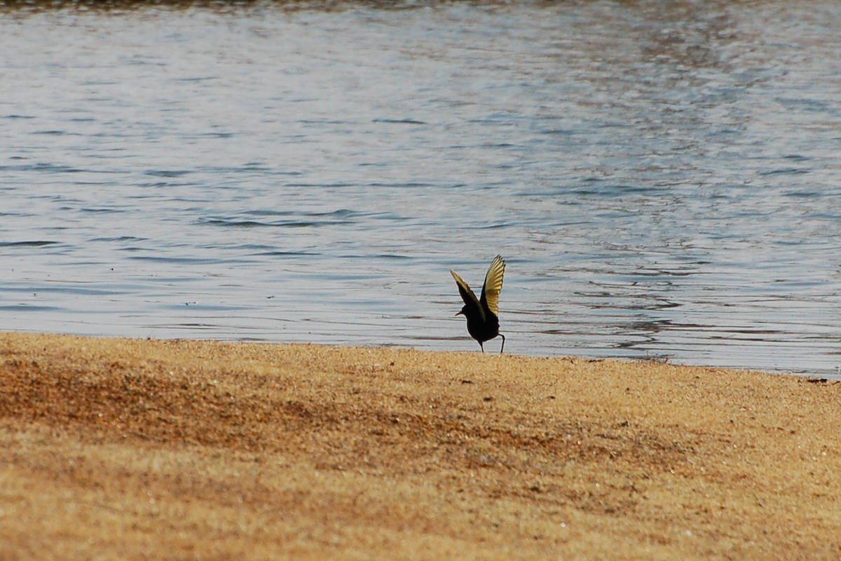 Northern Jacana - ML275060671