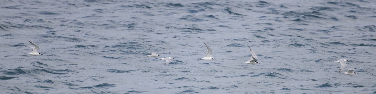 Forster's Tern - ML275061151