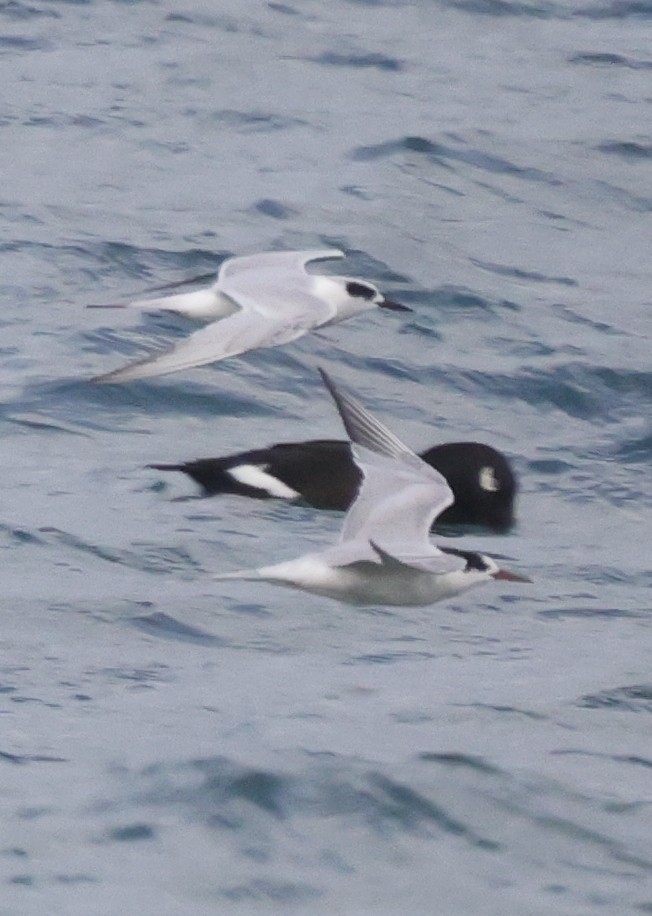 Forster's Tern - ML275061231