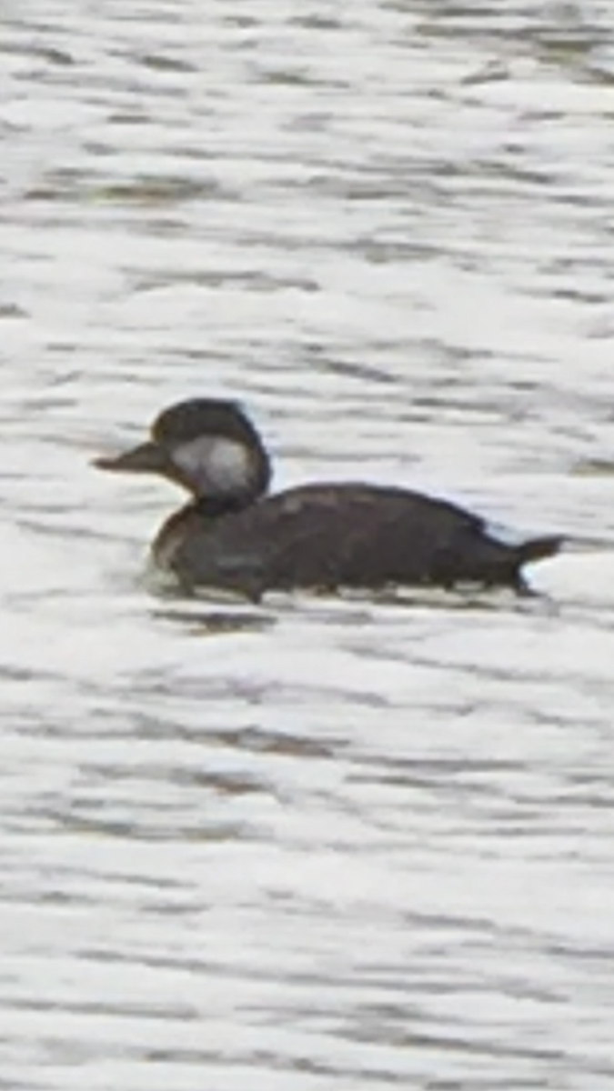 turpan žlutozobý - ML275061851