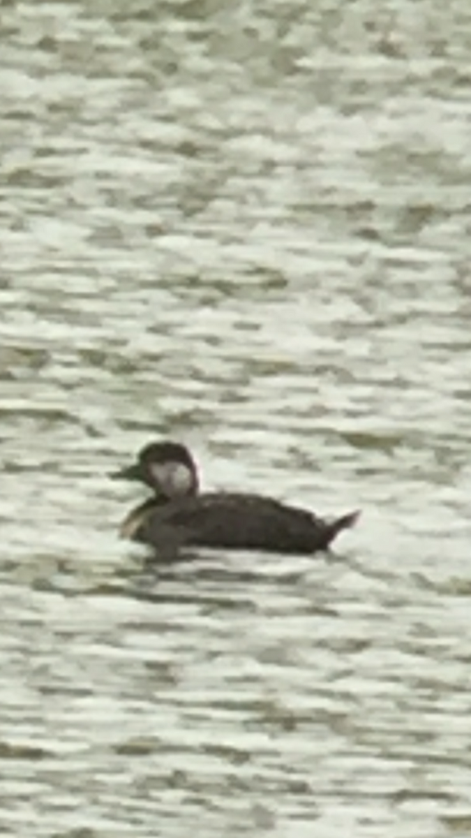 turpan žlutozobý - ML275061871