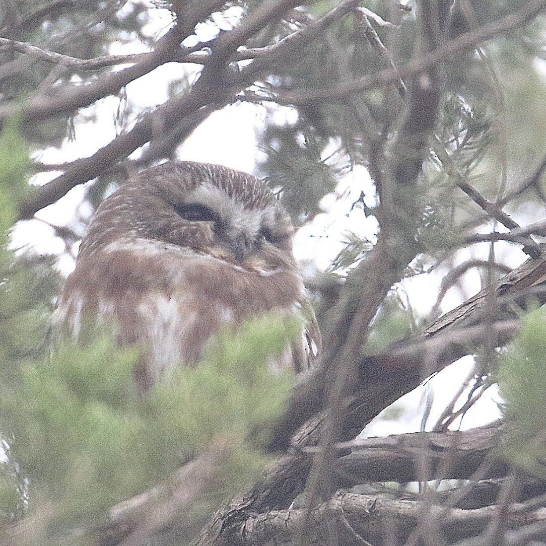 Northern Saw-whet Owl - ML275062661