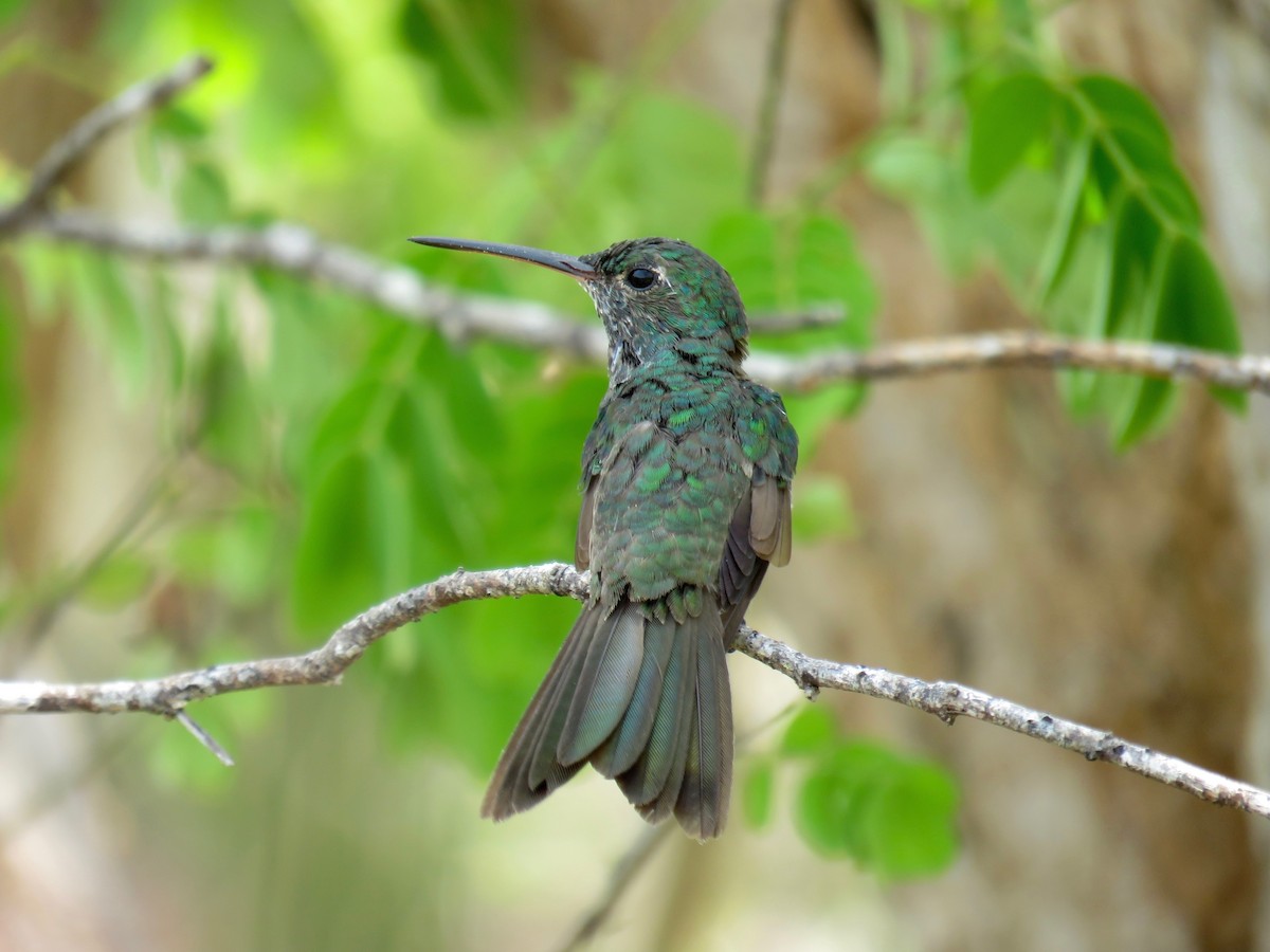 Honduran Emerald - John van Dort