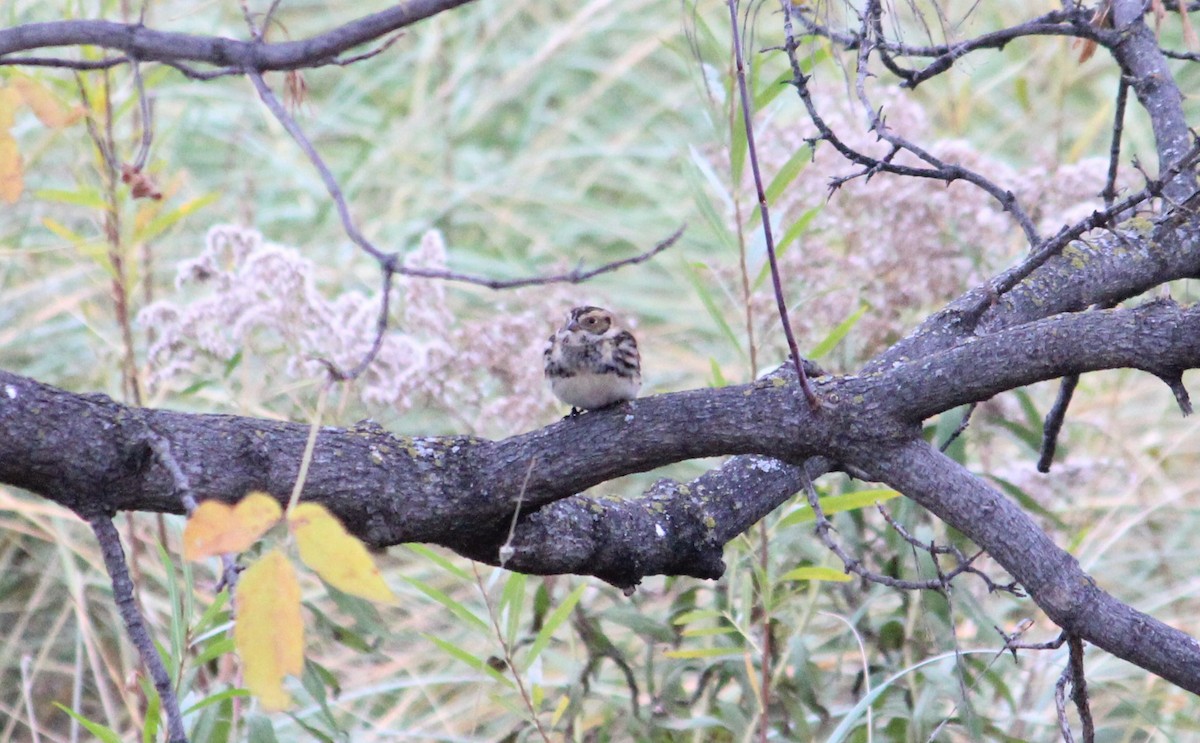 Lapland Longspur - ML275063621