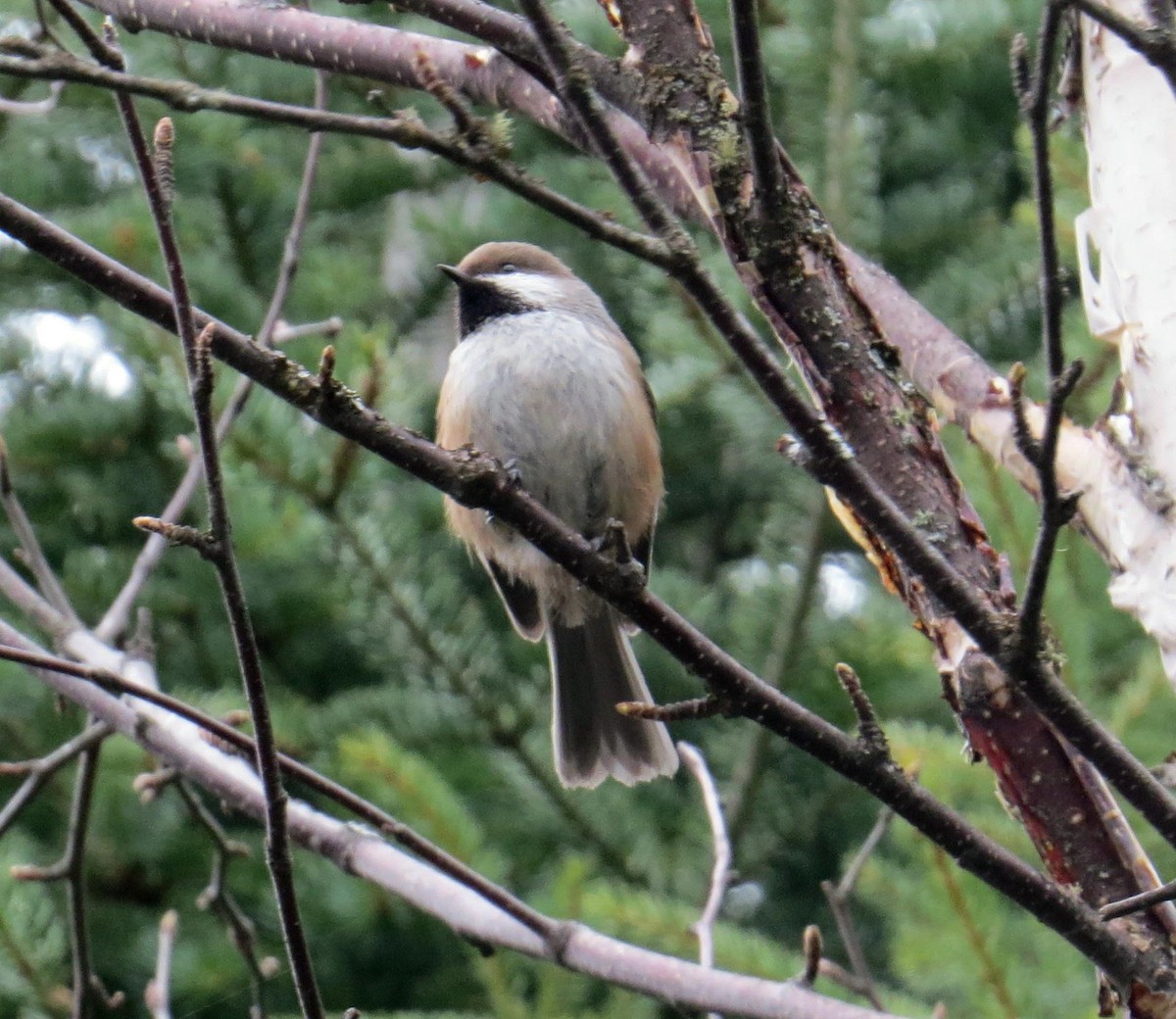 Boreal Chickadee - ML27506691