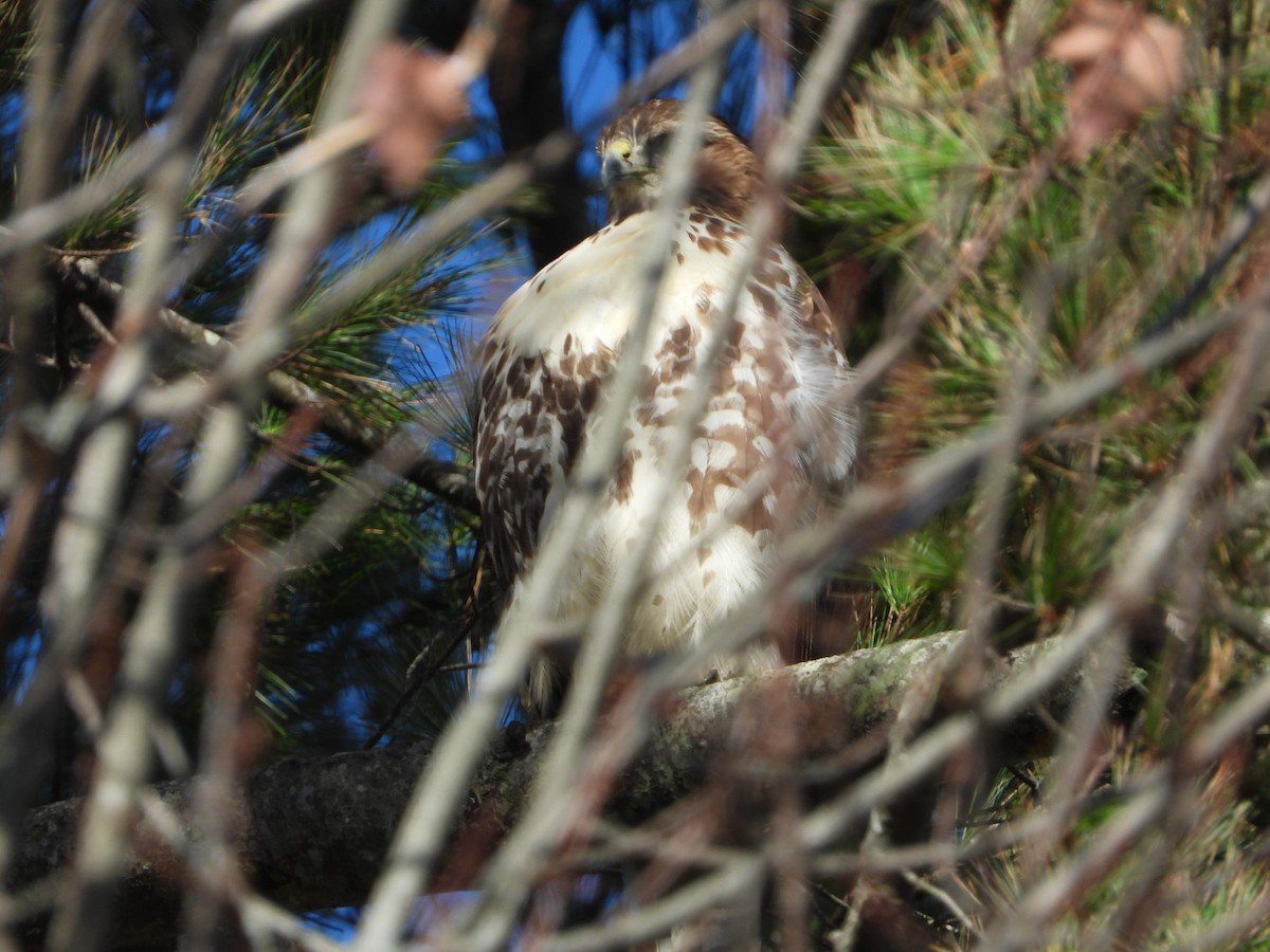 Red-tailed Hawk - ML275067561