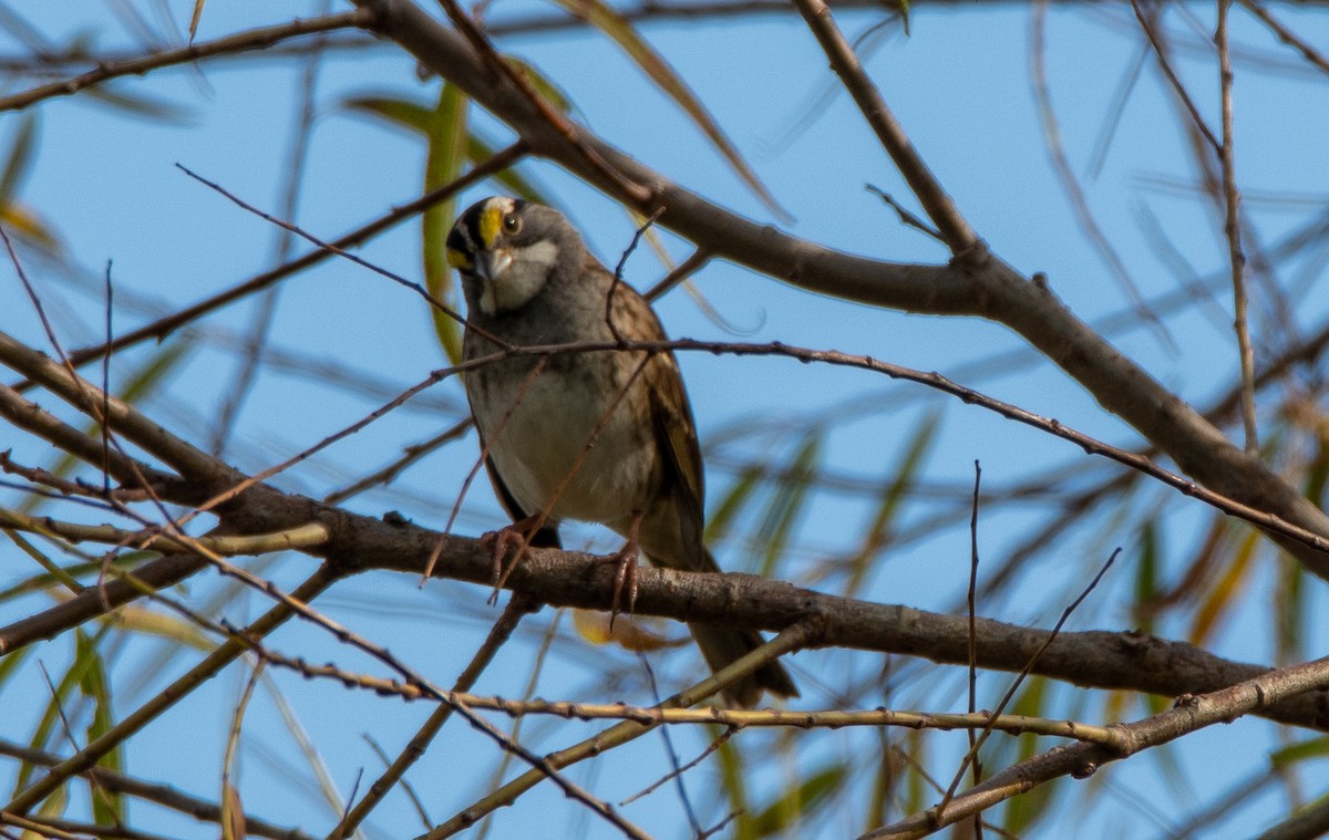 White-throated Sparrow - Bob Schmidt