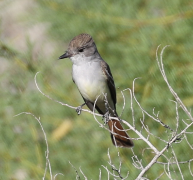 Ash-throated Flycatcher - ML27506881