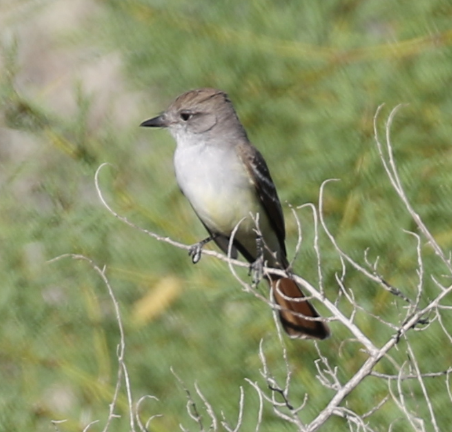 Ash-throated Flycatcher - ML27506891