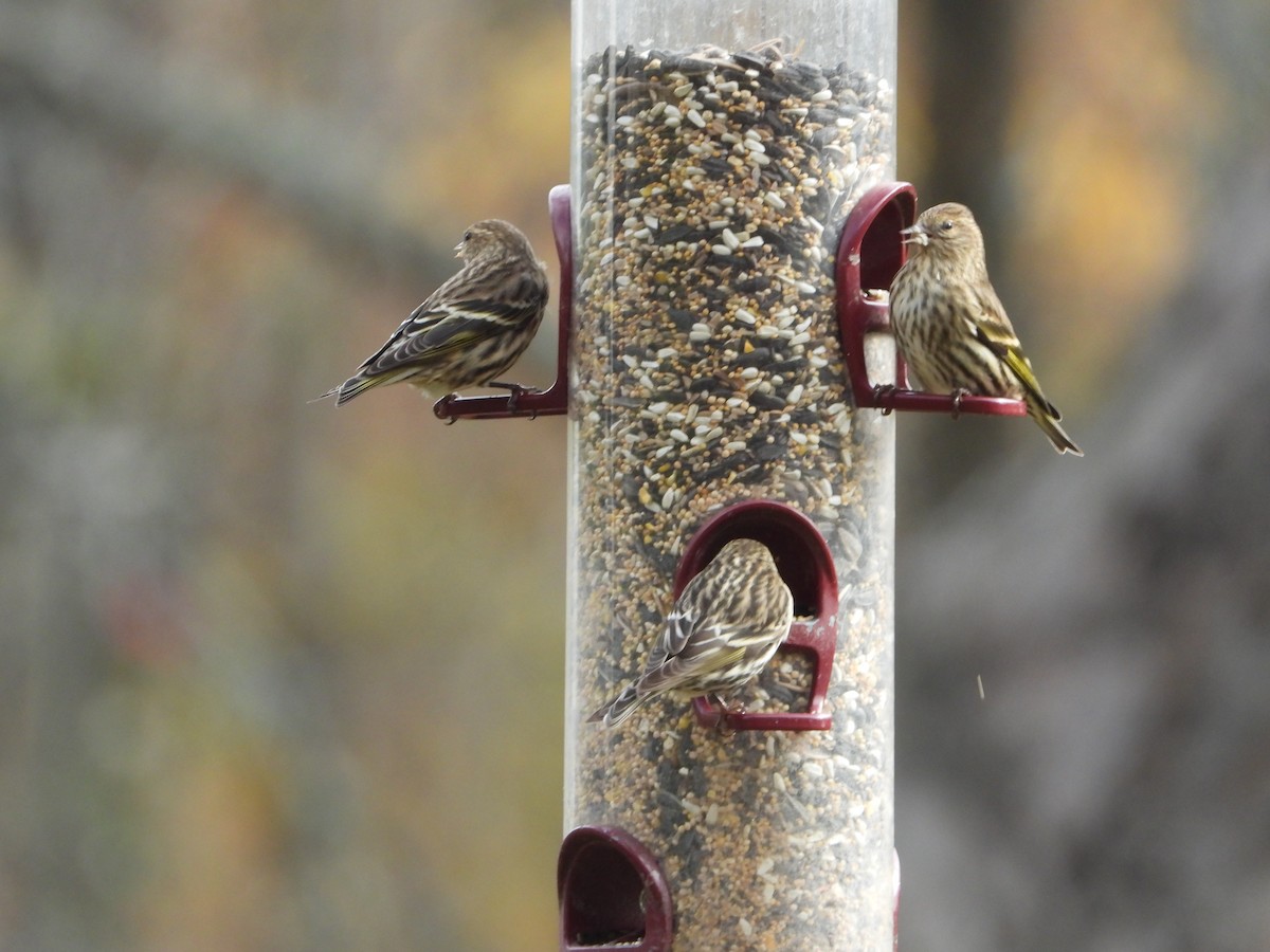 Pine Siskin - ML275069881