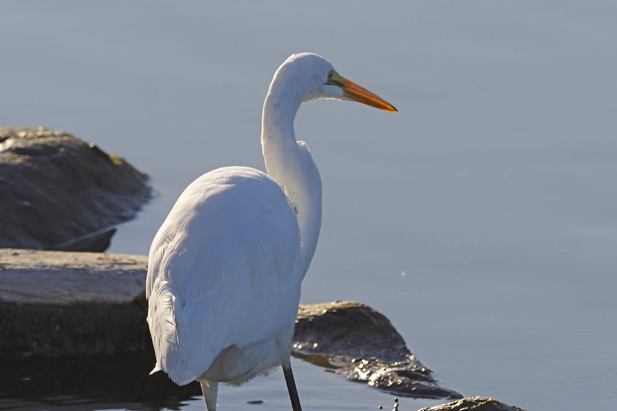 Great Egret - Donna Pomeroy