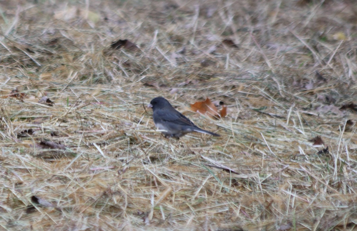 Dark-eyed Junco - ML275071221