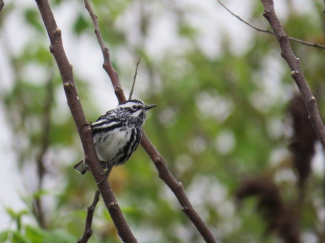 Black-and-white Warbler - ML27507681