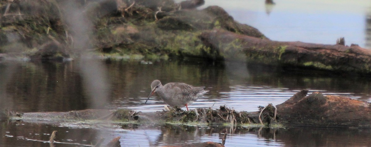 Spotted Redshank - ML275076911