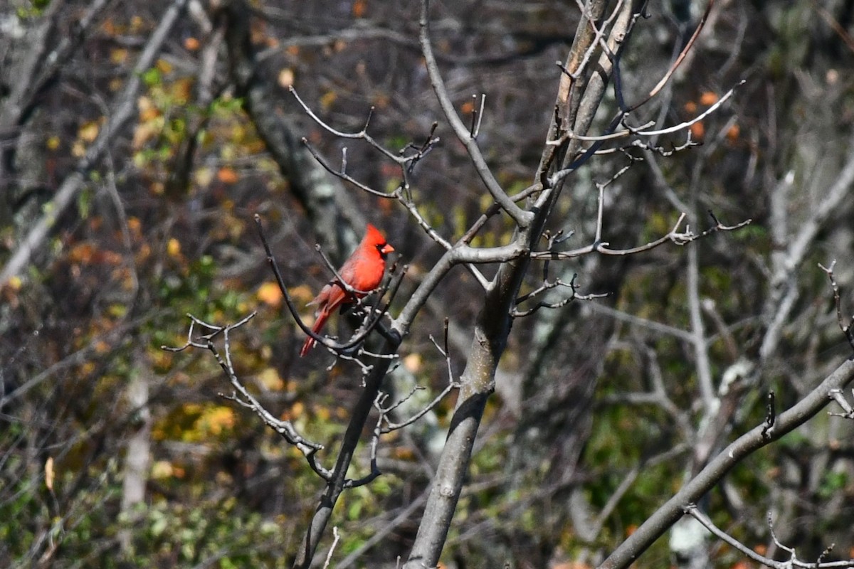 Northern Cardinal - ML275076921