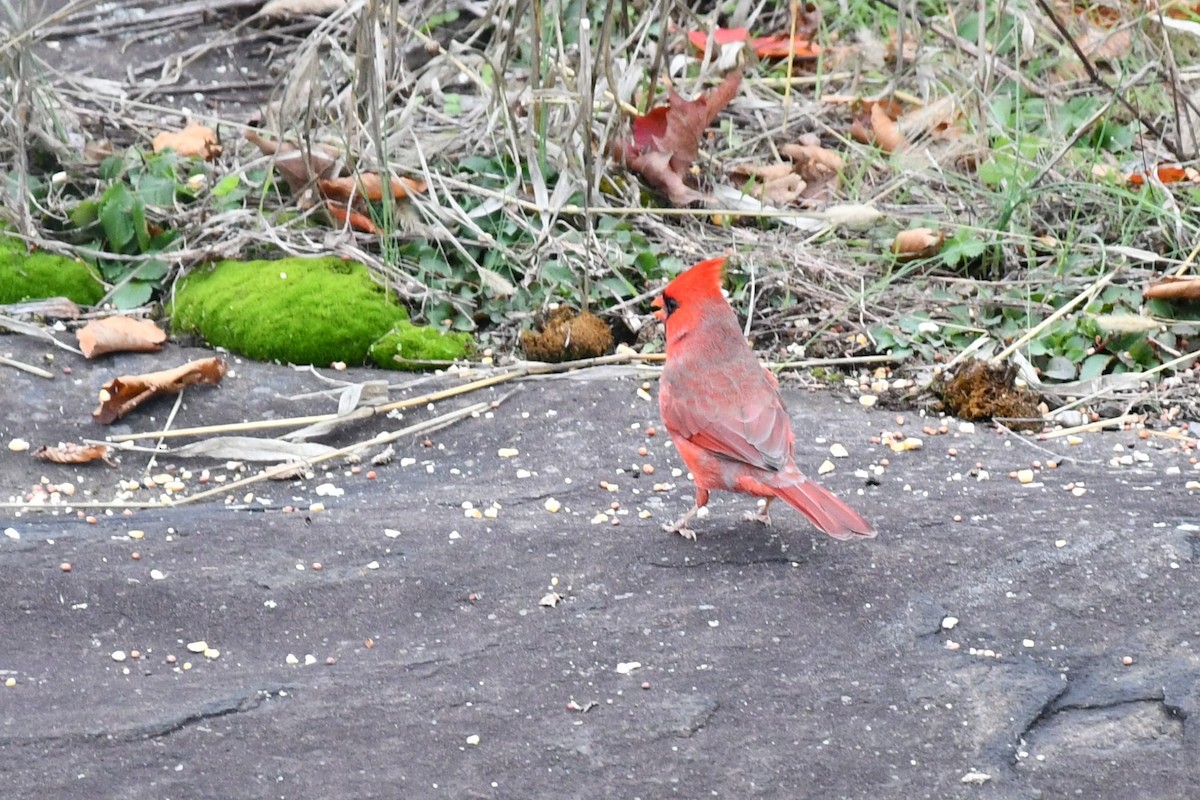 Northern Cardinal - ML275076951