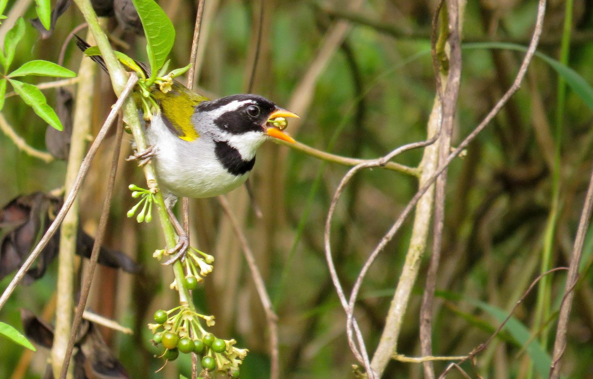 Saffron-billed Sparrow - ML275078191