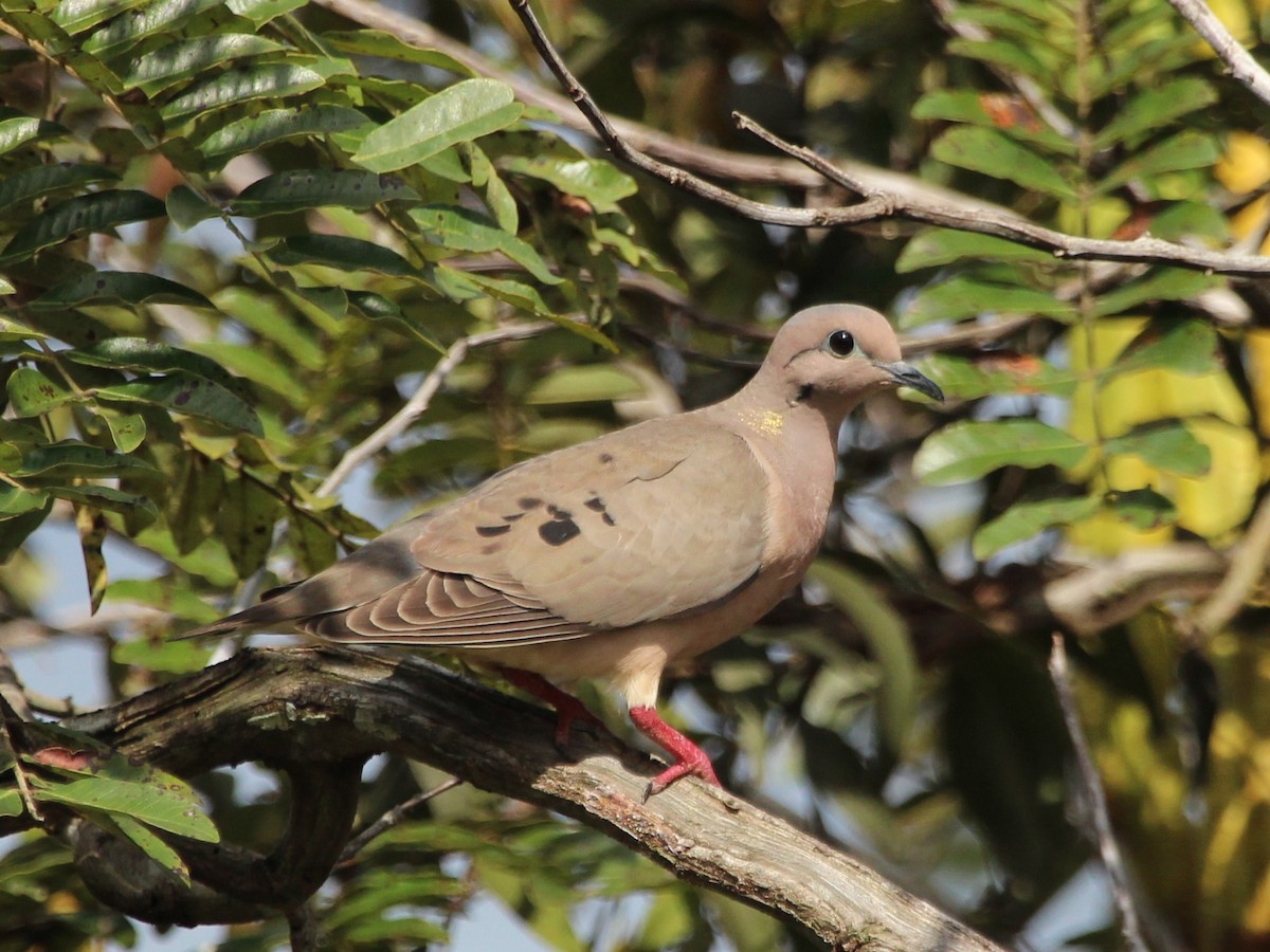 Eared Dove - ML275078681