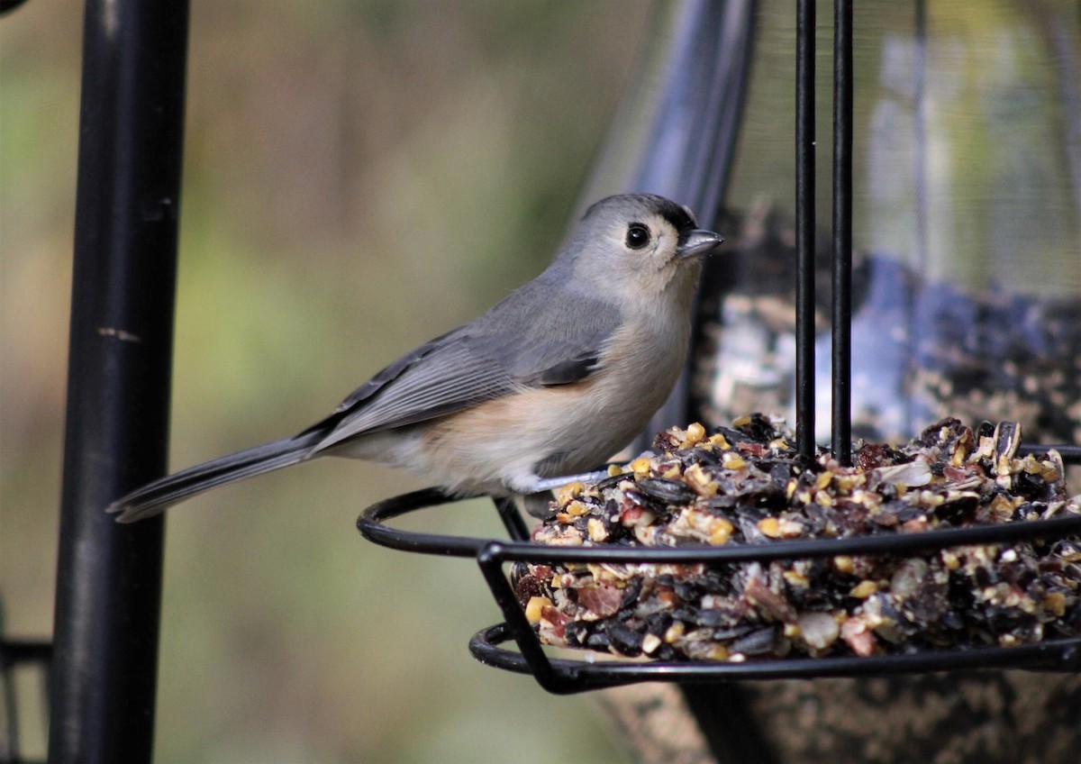 Tufted Titmouse - Emilie Snyder