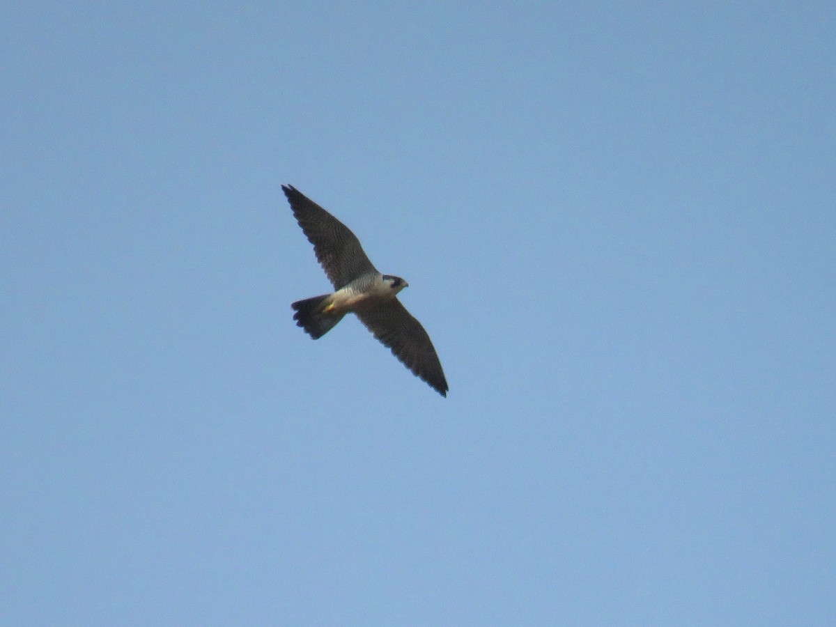 Peregrine Falcon (Tundra) - ML27508001