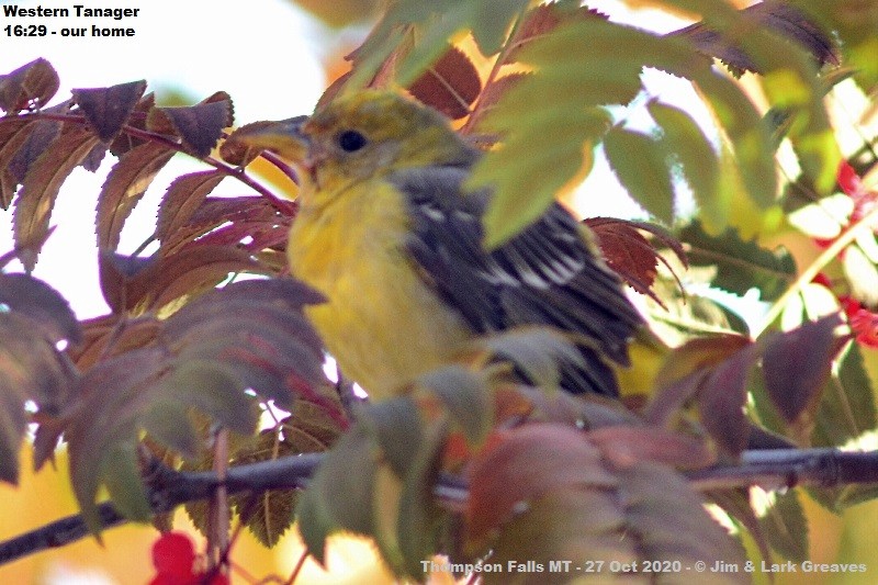 Western Tanager - ML275081151