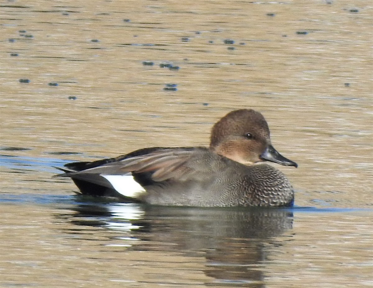 snadderand - ML275082851