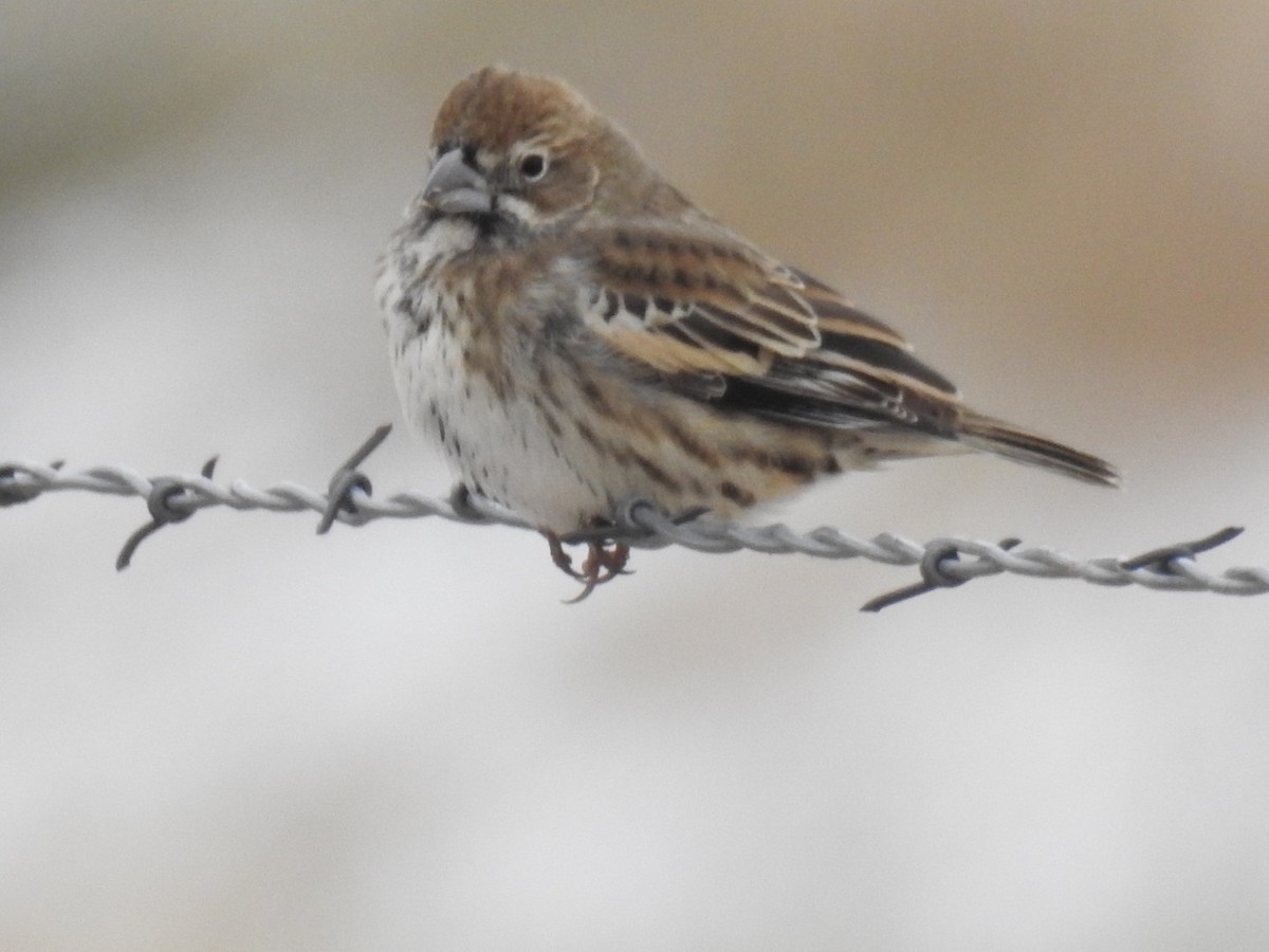 Lark Bunting - ML275082871