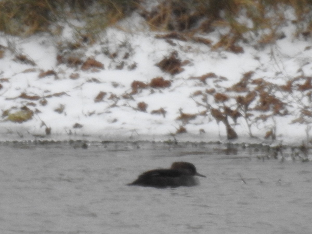 Hooded Merganser - ML275083121