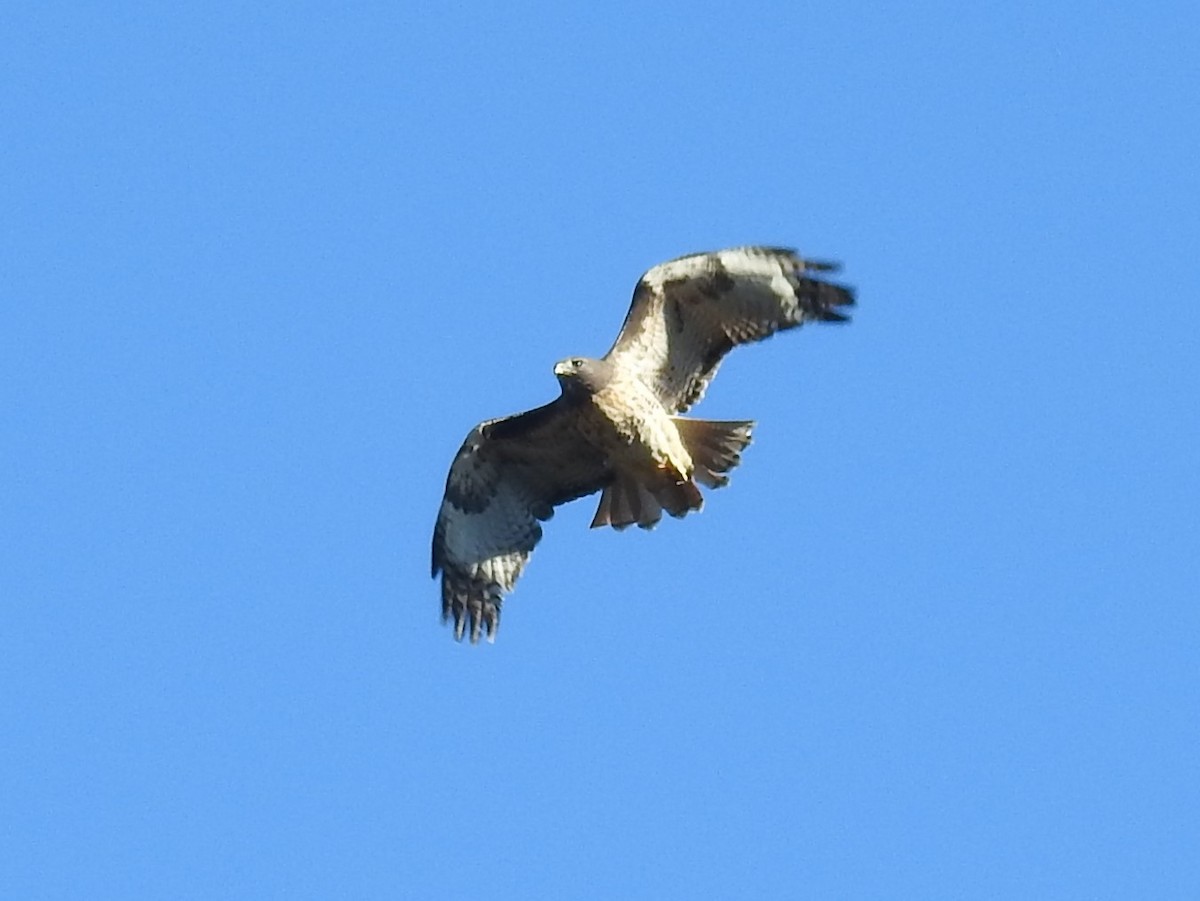 Red-tailed Hawk - Erik Bergman