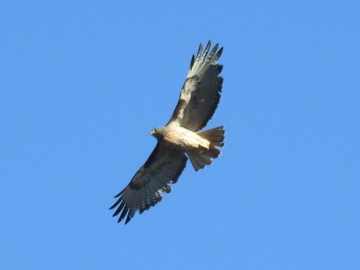 Red-tailed Hawk - Erik Bergman