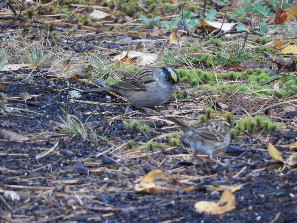 Golden-crowned Sparrow - ML275084681