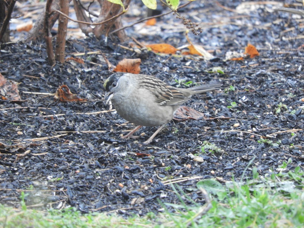 Golden-crowned Sparrow - ML275085311