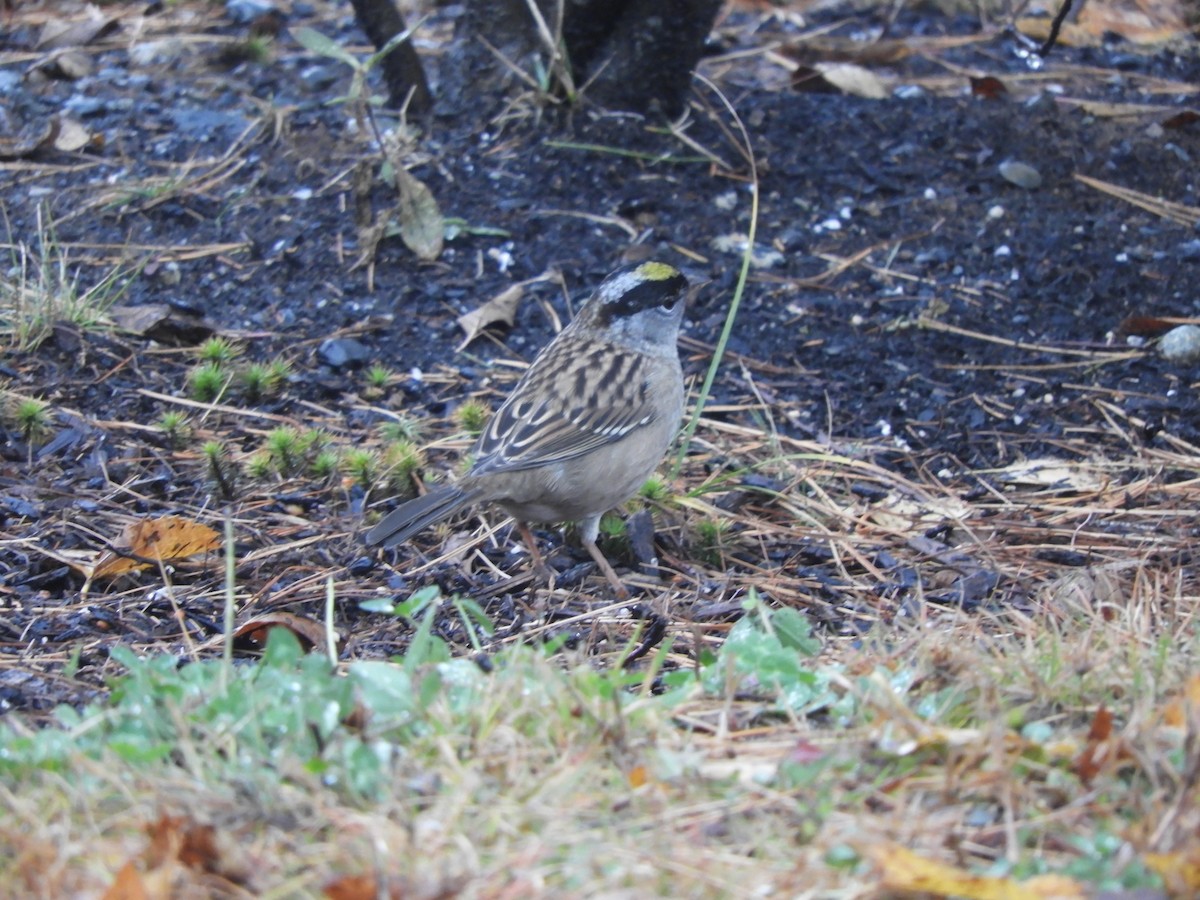 Golden-crowned Sparrow - ML275085461
