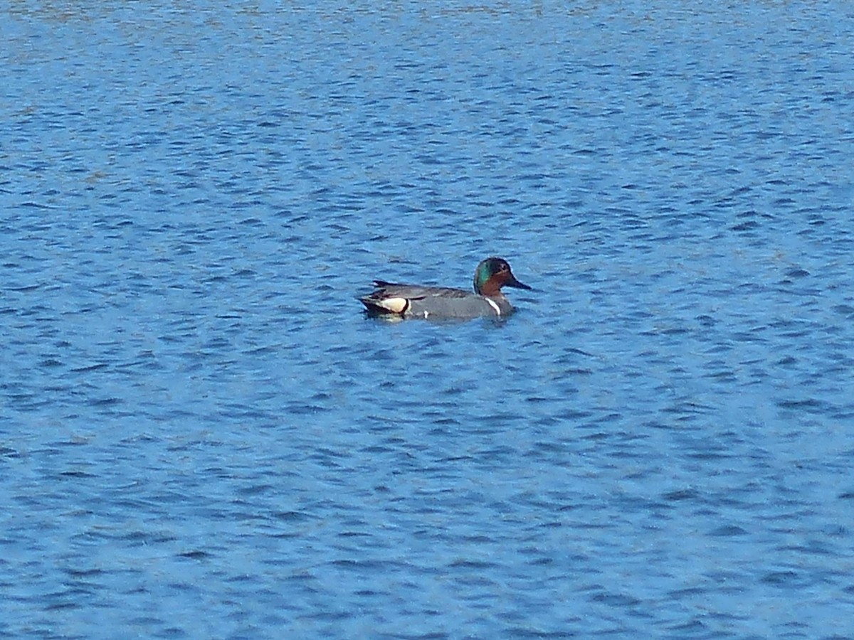 Green-winged Teal - ML27508551
