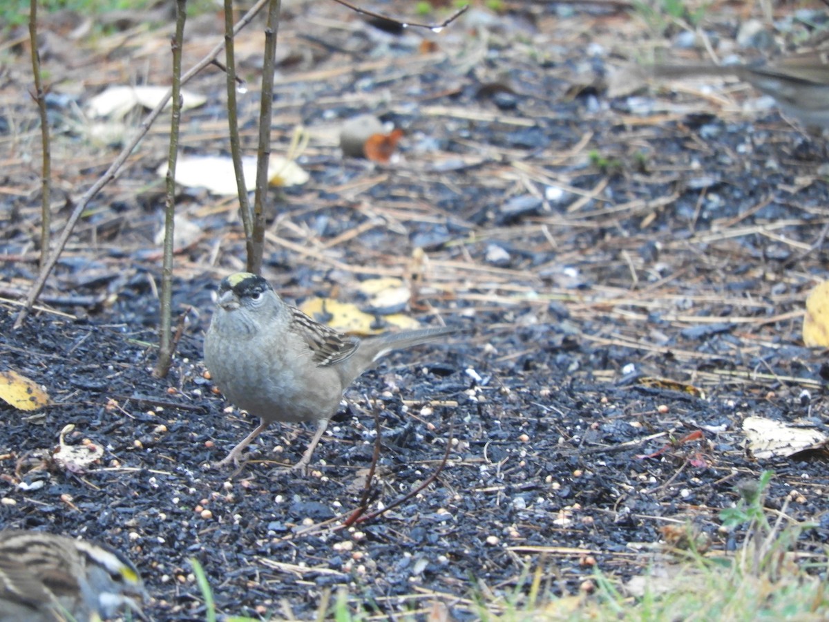 Golden-crowned Sparrow - ML275085591