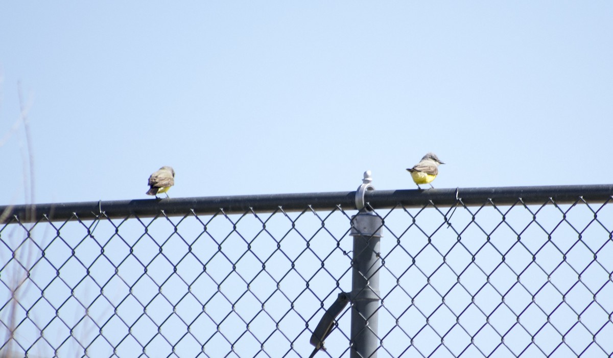 Western Kingbird - ML275085971