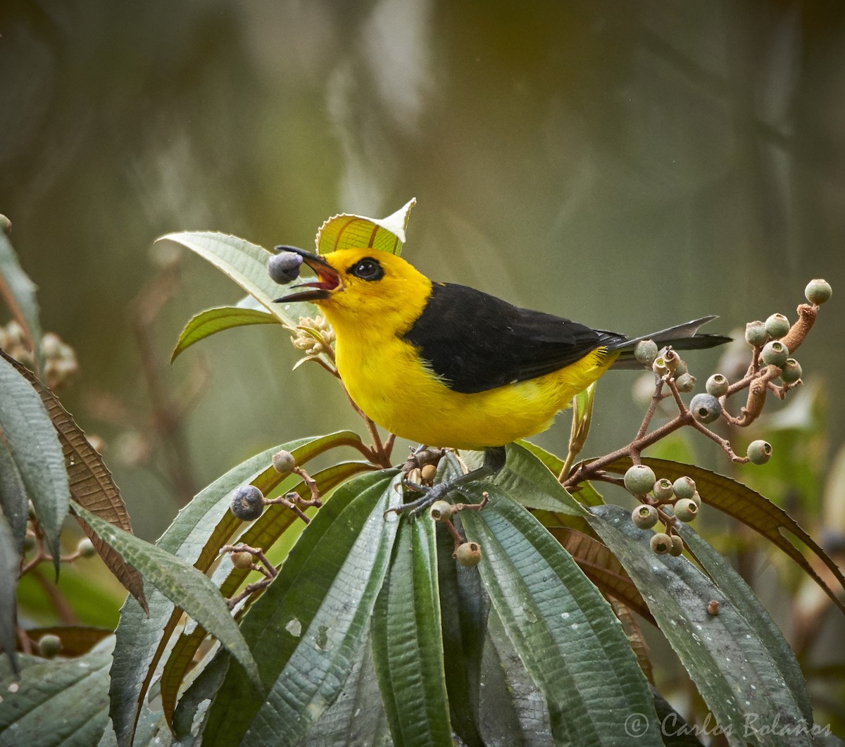 Black-and-yellow Tanager - ML275088141
