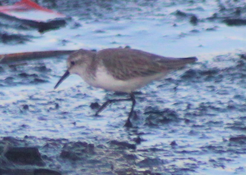 Western Sandpiper - Nestor Herrera