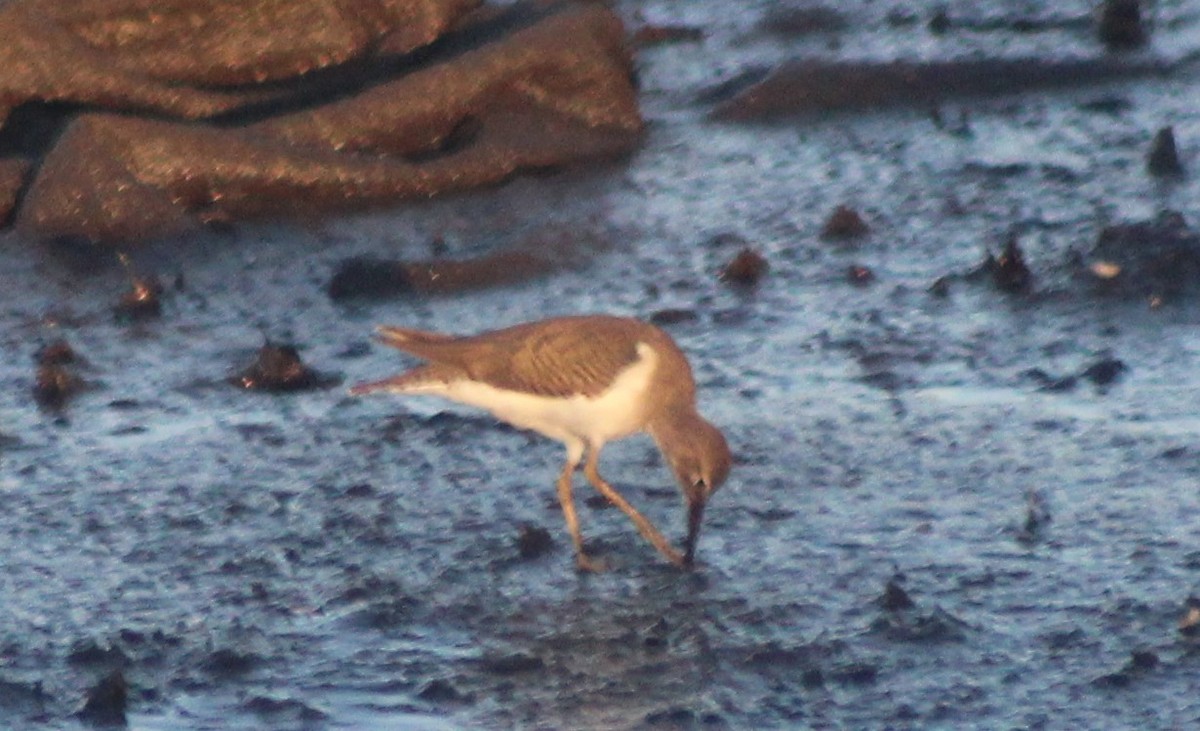 Spotted Sandpiper - Nestor Herrera