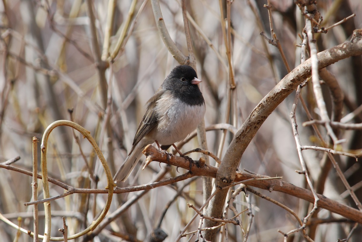 Junco Ojioscuro (grupo oreganus) - ML275090211