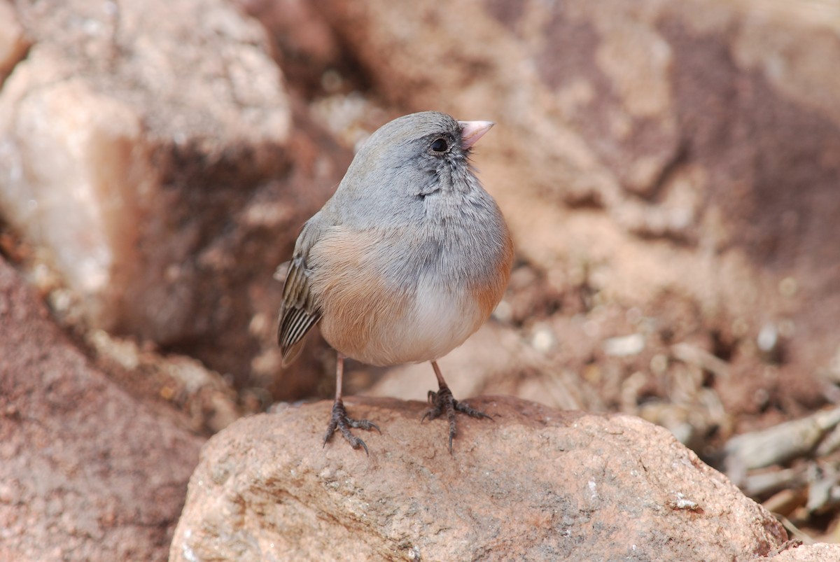 Dark-eyed Junco (Pink-sided) - ML275090411