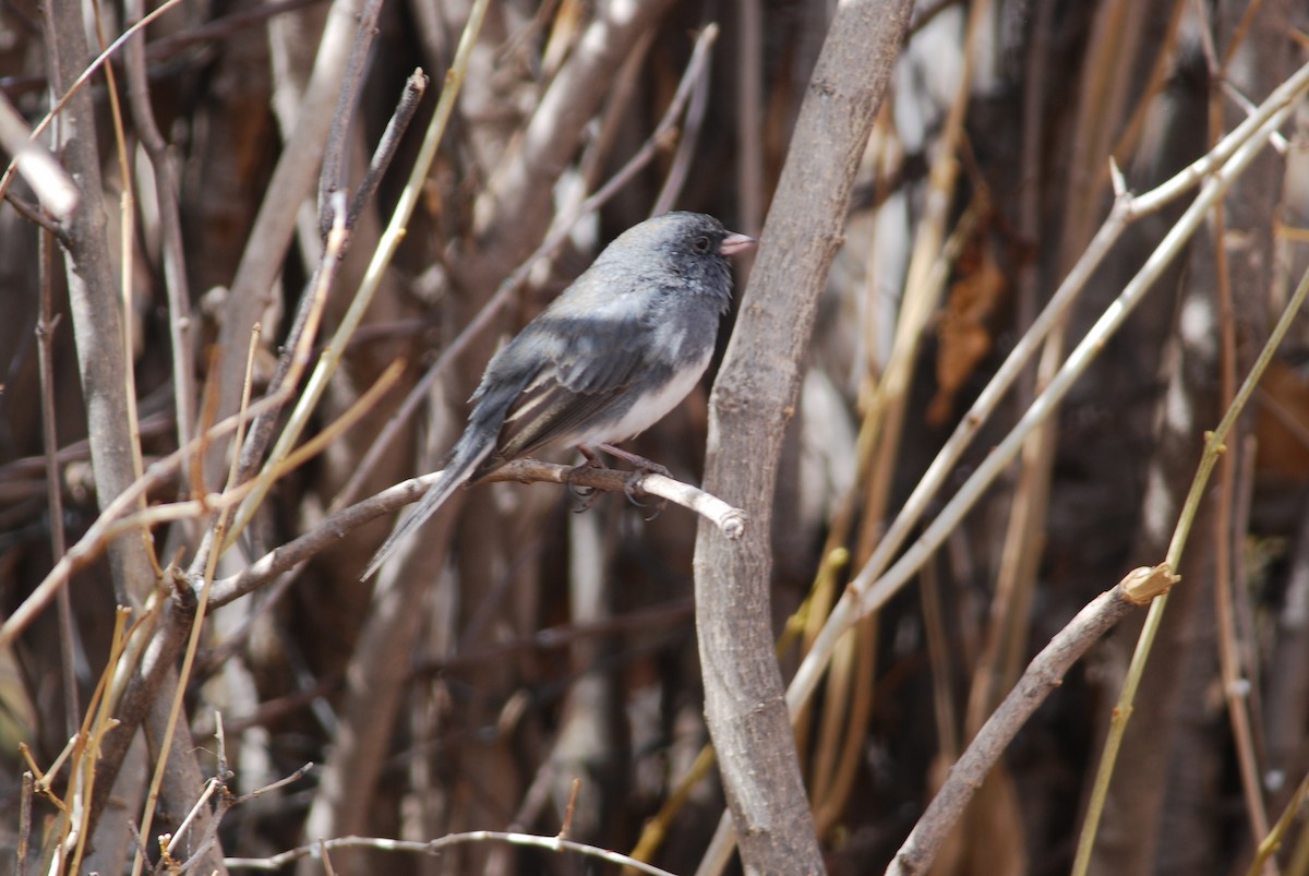 Junco Ojioscuro (hyemalis/carolinensis) - ML275090601