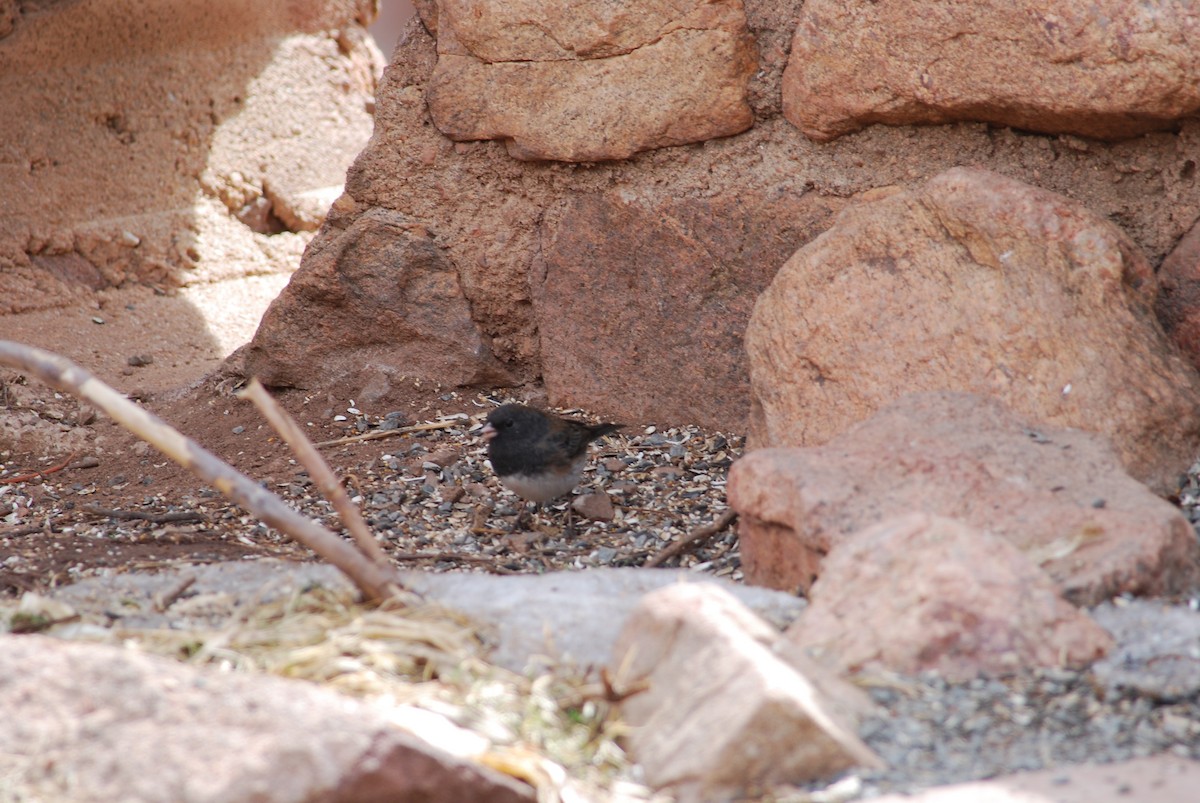 Dark-eyed Junco (cismontanus) - ML275090781